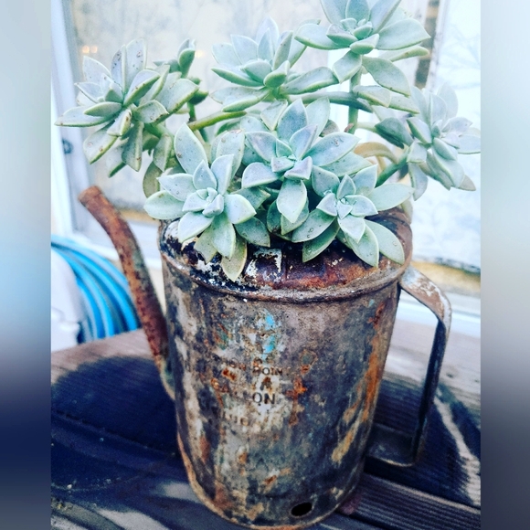 Meet your Posher, Lauren - Picture 1 of 1